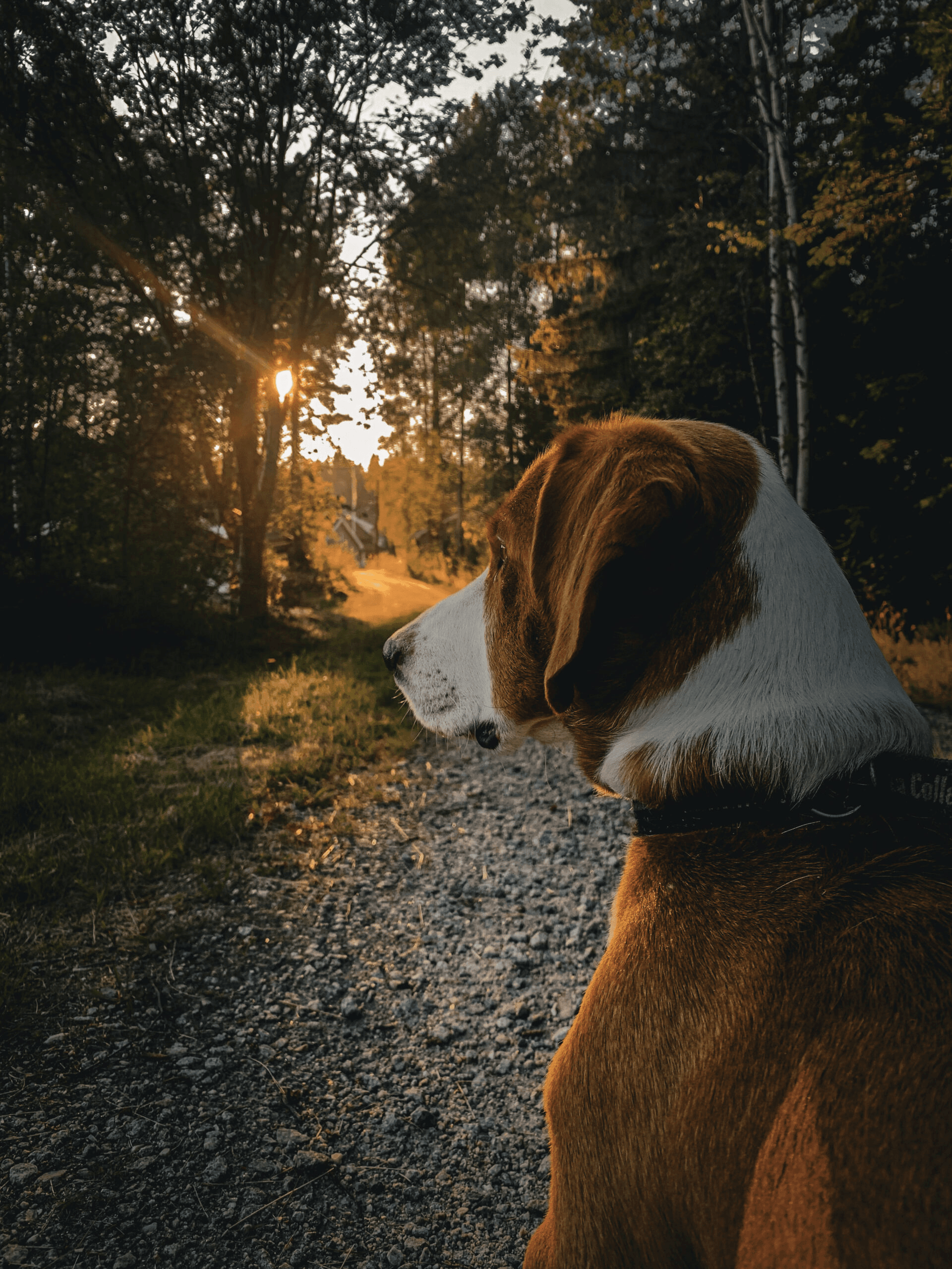 Brun og hvit hund i profil på en skogsvei i varm kveldssol.