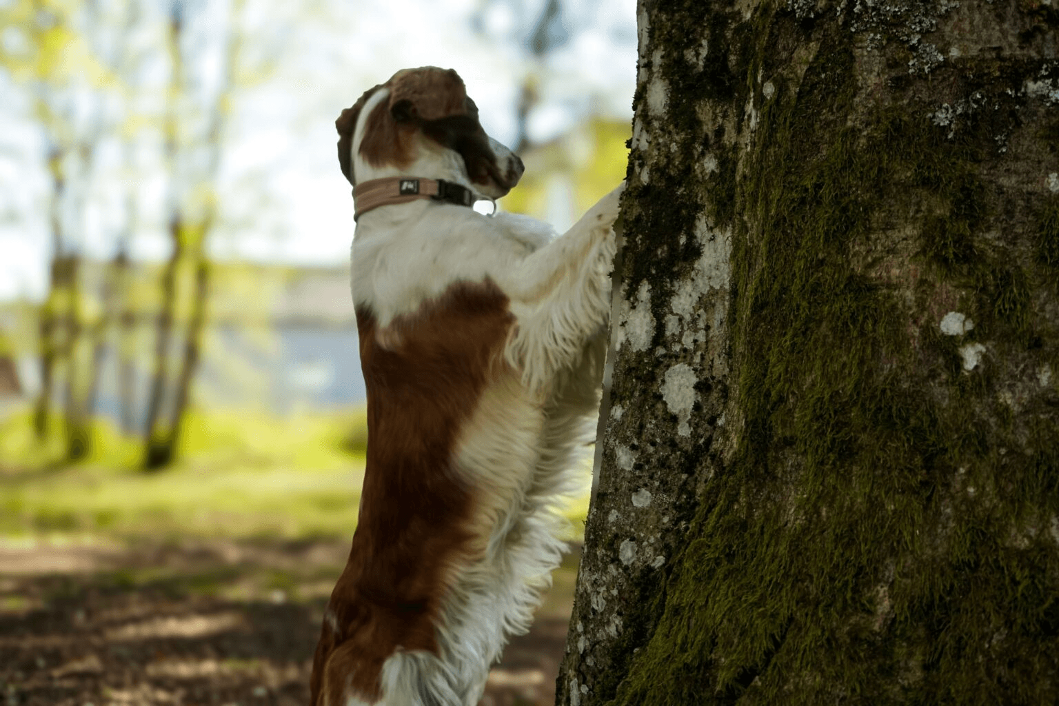 Brun og hvit hund som står mot stammen på et mosegrodd tre.
